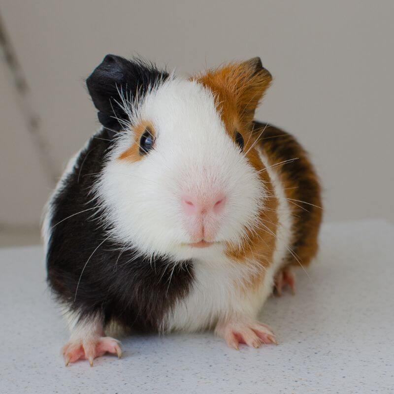 Guinea pig