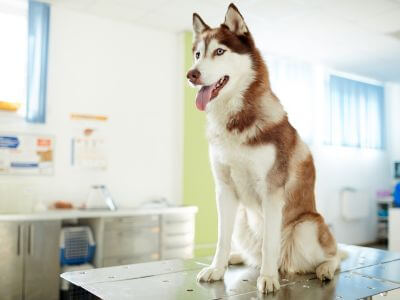 a dog on vet table