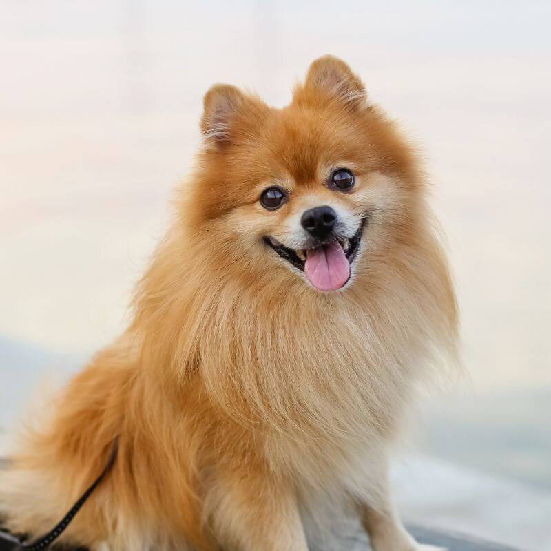 happy pomeranian dog