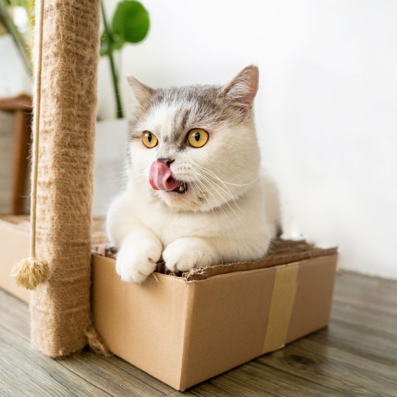 A cat is lying on the box