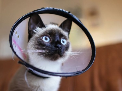 A cat is wearing cone after surgery