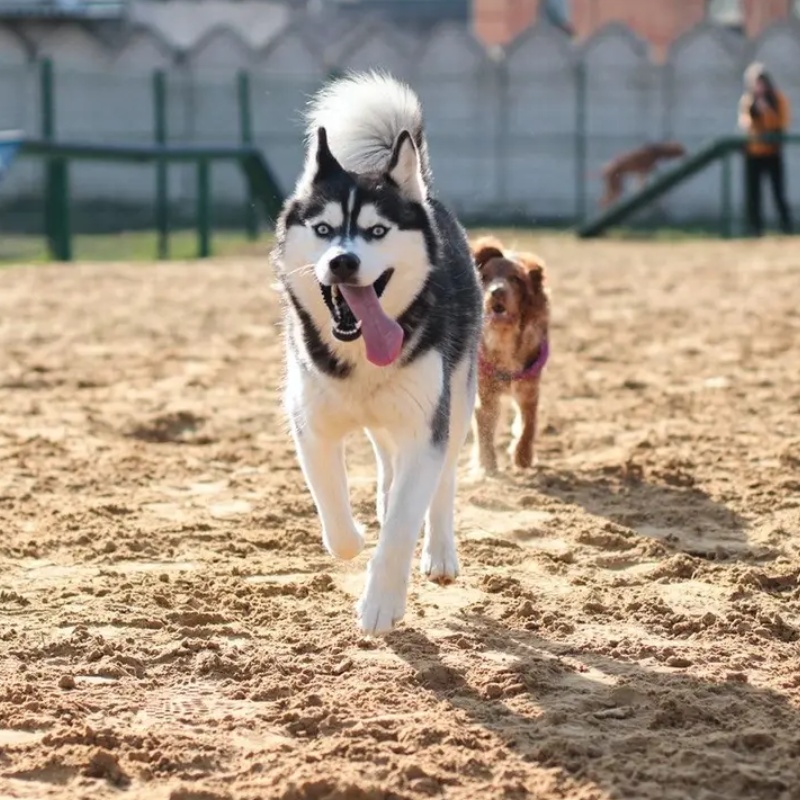 Dogs are walking on sand