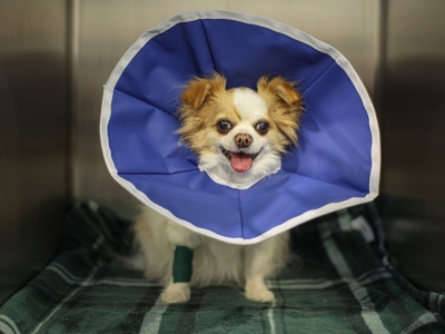 happy dog in e collar