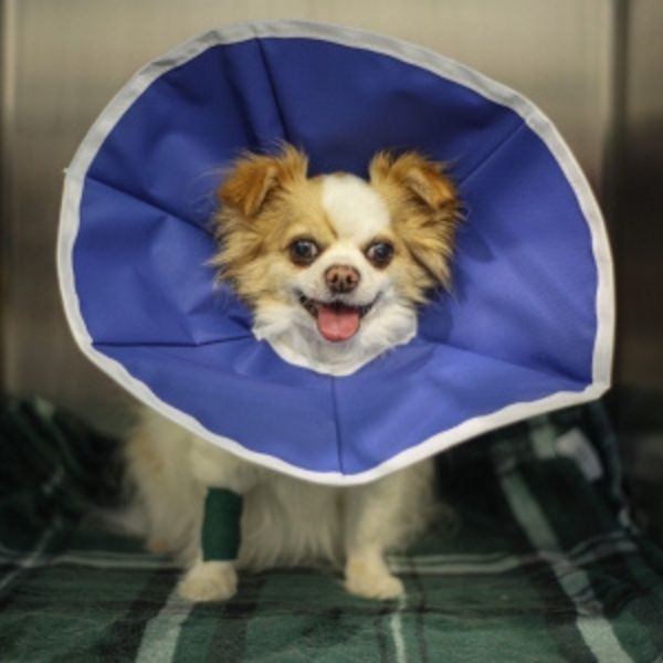 happy dog in e collar