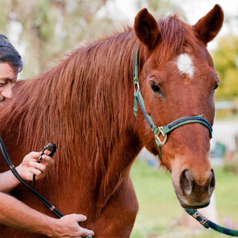 vet examining a horse